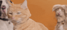 Adopt Best Friends GIF by Best Friends Animal Society