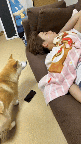 cuteanimalland giphyupload GIF