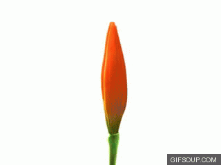 bloom GIF