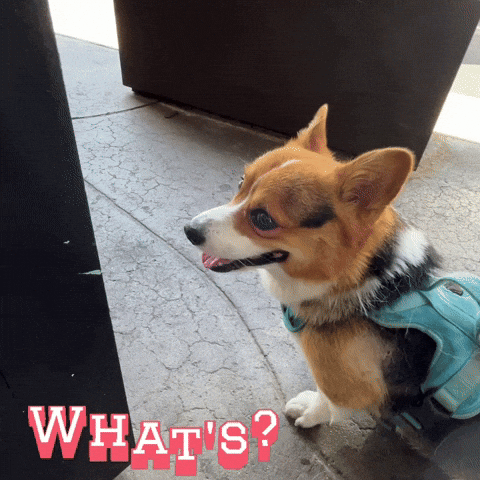 Corgi Milo GIF