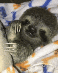Baby Sloth GIF