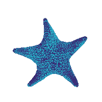 nortesurfest surf portugal recorde norte surf fest Sticker