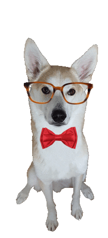 dog nerd Sticker by Tales&Tails