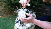 tiger GIF