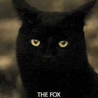 Black Cat Comedy GIF by Signature Entertainment