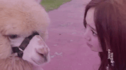 shi de yes GIF