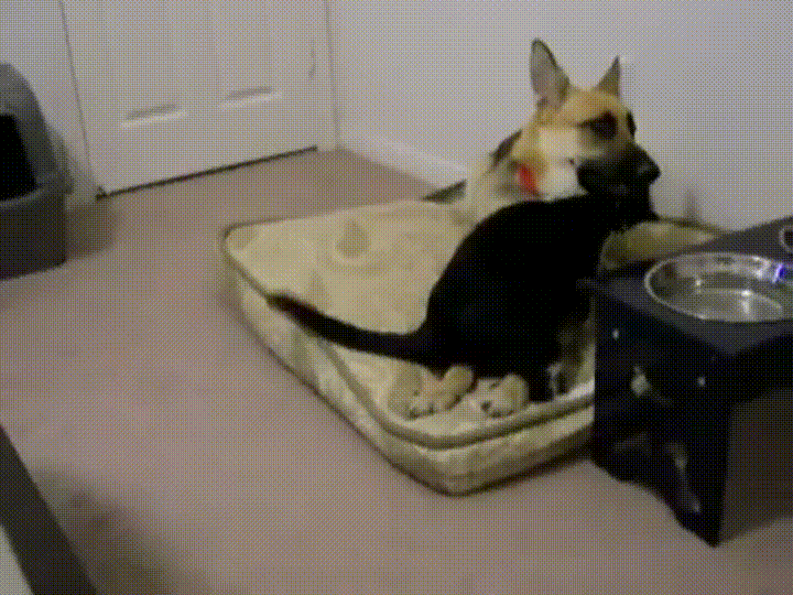 bed GIF