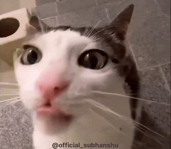 Cats Teeth GIF