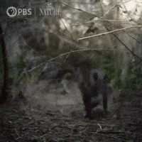 Pbs Nature Cat GIF by Nature on PBS