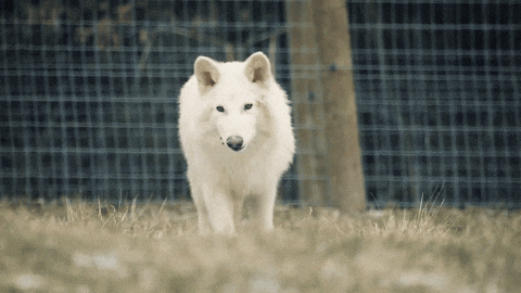 Dire Wolf What GIF by Colossal