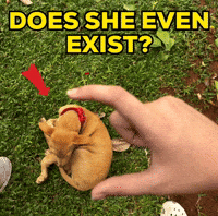Chikki GIF