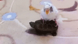 Aww GIF