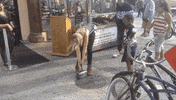news tech GIF