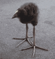 Bird Charcoal GIF by USC Esports