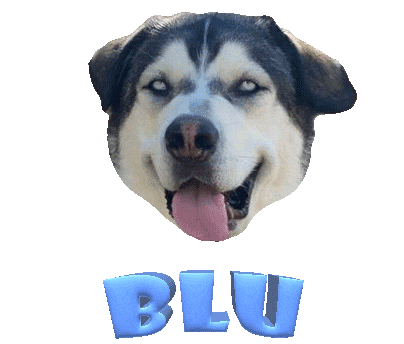 Dog Blu Sticker