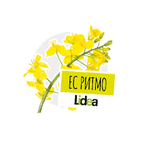 lidea_seeds canola rapeseed lidea lidea seeds Sticker