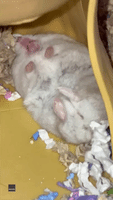 Missing Its Wheel? Hamster Owner Spots Pet 'Running in Her Sleep'