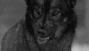 wolf lobo GIF