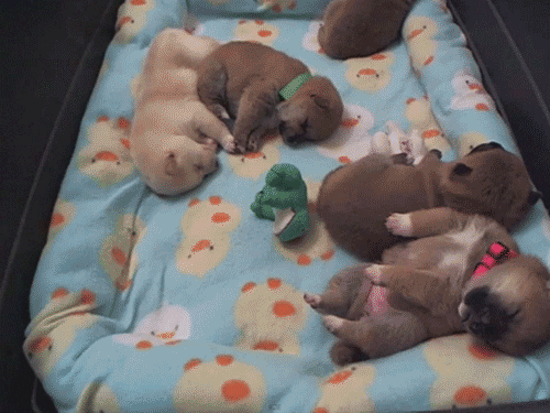 puppy dreaming GIF