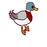 Ducks Enten Sticker