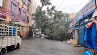 Downed Tree Blocks Chennai Road as Flooding Continues