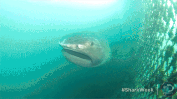 shade discovery GIF by Shark Week