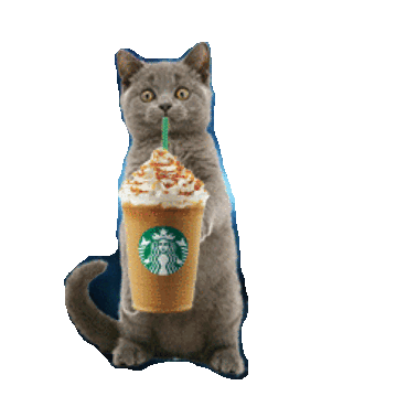 cat star STICKER by imoji