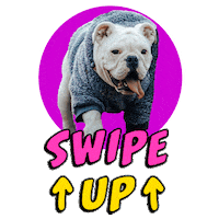 Bulldog Kala Sticker by Giras de estudio