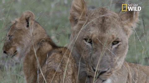Grooming National Geographic GIF by Nat Geo Wild