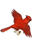 bird STICKER