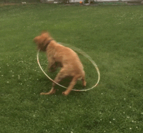 Dogs Lol GIF by America's Funniest Home Videos