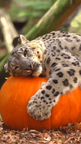 'No Tricks, Only Treats': Animals Enjoy Pumpkins at English Wildlife Park