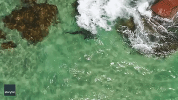 Drone Operator Leads Lifeguard to Shark's Position at Australian Beach