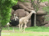 ostrich GIF