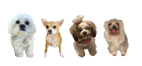 Busterpanchojackson Sticker