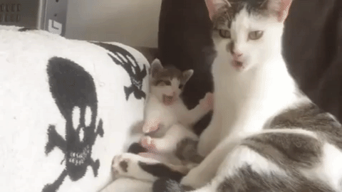 Video gif. Kitten attentively watches its mother clean herself with her tongue, adorably failing to imitate her by nipping at its own paws and rubbing them over its face.