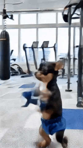 Chihuahuas Dogslovers GIF