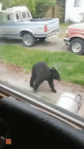 Vancouver Island Resident Scares Off Bin-Raiding Bear