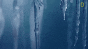 nat geo ice GIF by National Geographic Channel