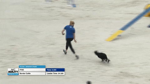 Espn Dogs GIF by American Kennel Club
