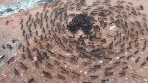 ants GIF