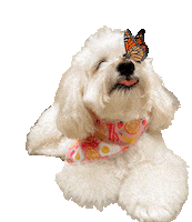 Dogs Puppy Sticker by HammyandBrody