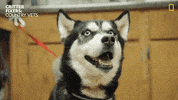Happy National Geographic GIF by Nat Geo Wild
