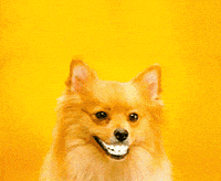 Happy Dog GIF