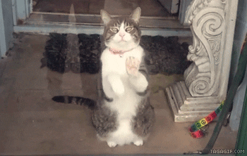 Video gif. Determined tabby cat slowly paws at a window as he stares us down as if to say, “Let me out.”