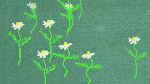 Flowers Herbs GIF by kiin.