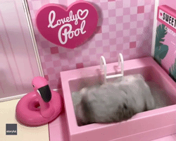 Pool Party: Adorable Hamster Rolls Around in Tub