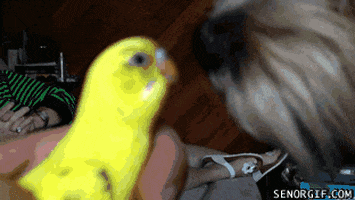 Dogs Birds GIF