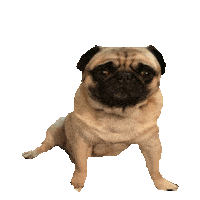 pug STICKER by imoji
