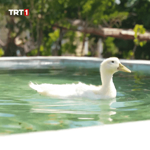 Swimming Pool Omg GIF by TRT